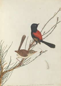 Scarlet and Black Warbler. Lewin, John. Birds of New South Wales with Their Natural History. Sydney
